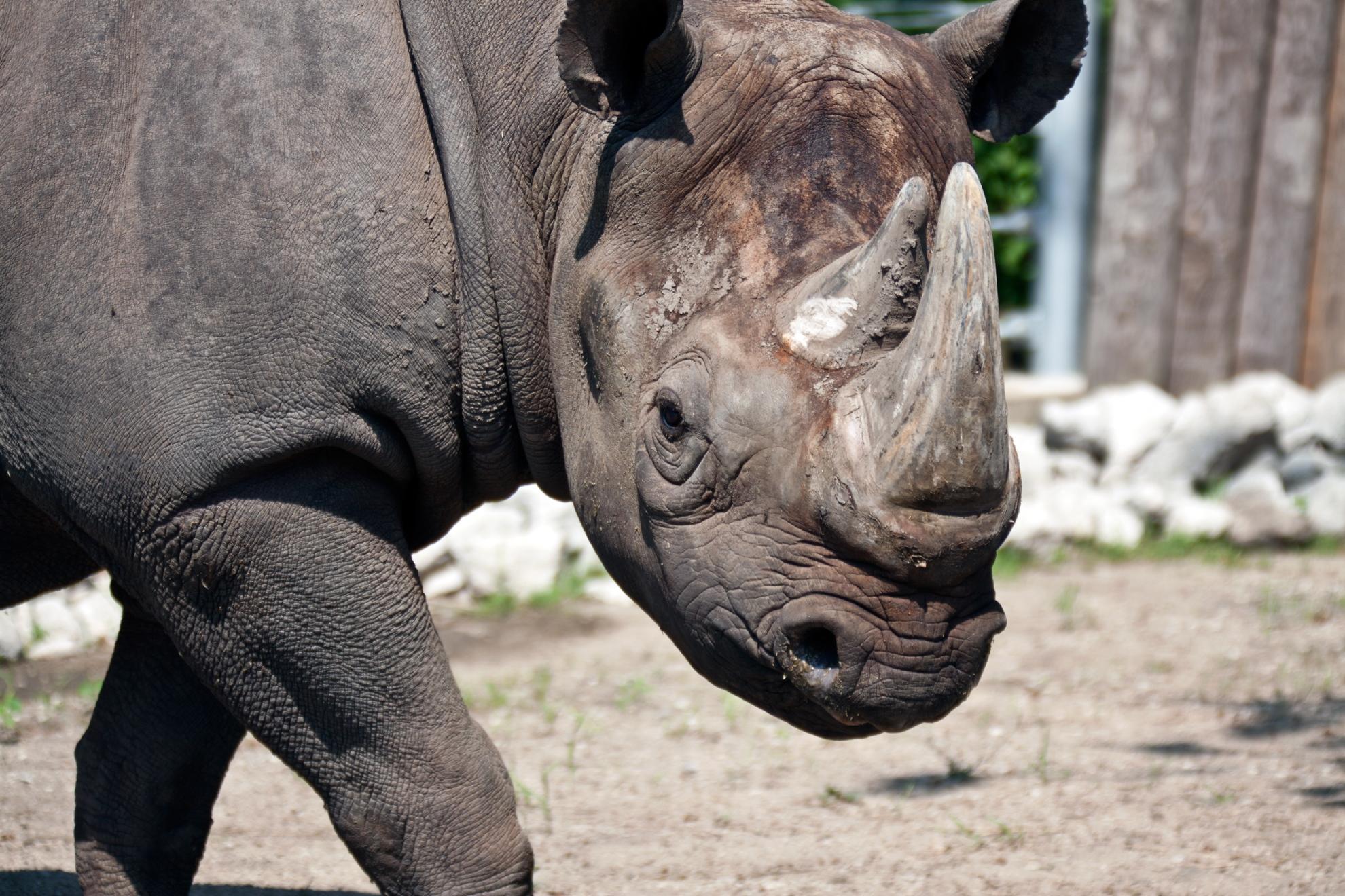 Critically Endangered Black Rhino Celebrates Milestone at Lincoln Park